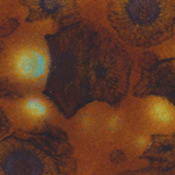 Amaco Crystaltex Glaze CTL-35 Nutmeg - Pint